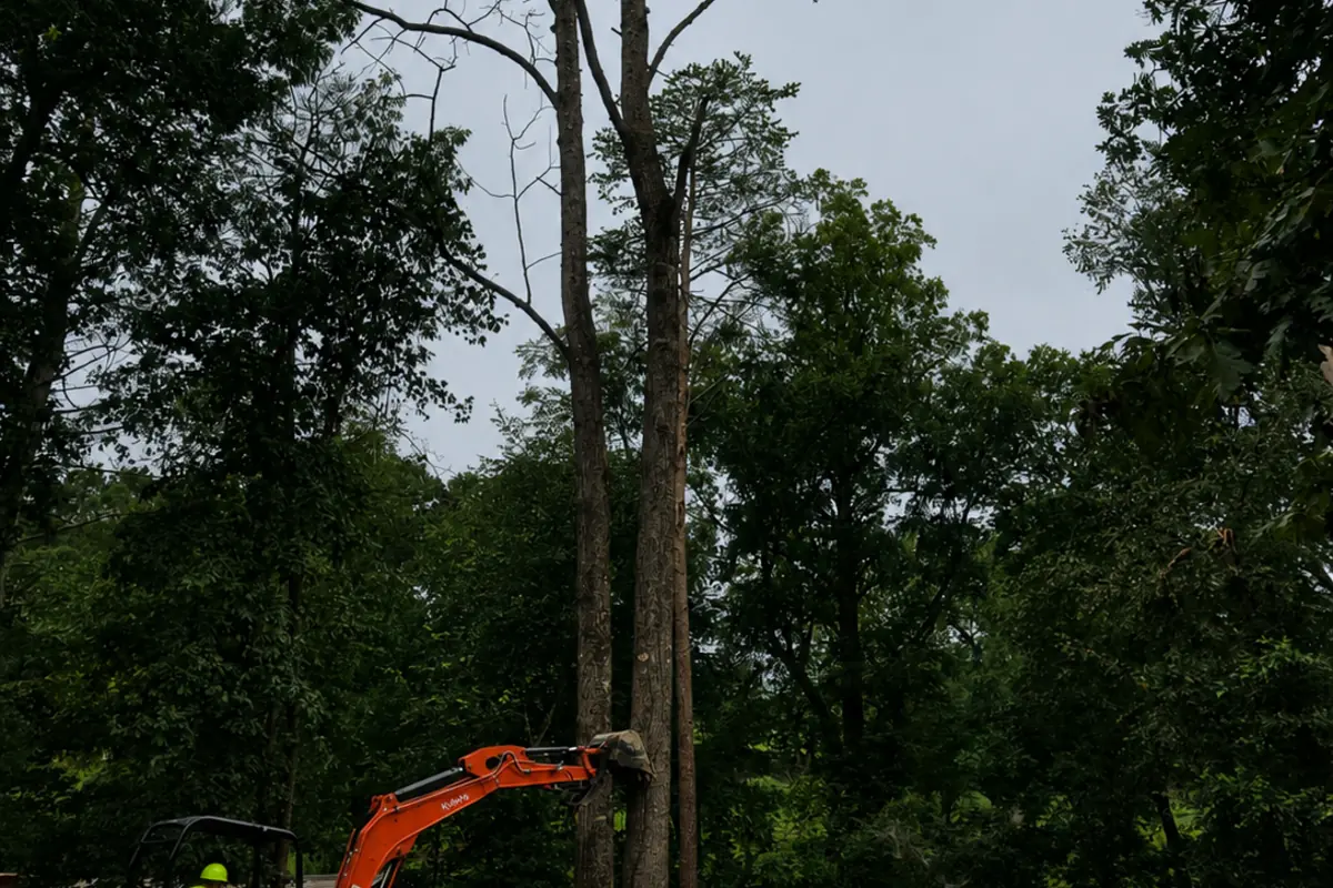 Tree Removal