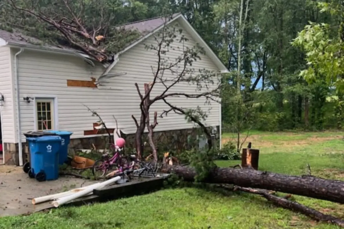 Tree Trimming