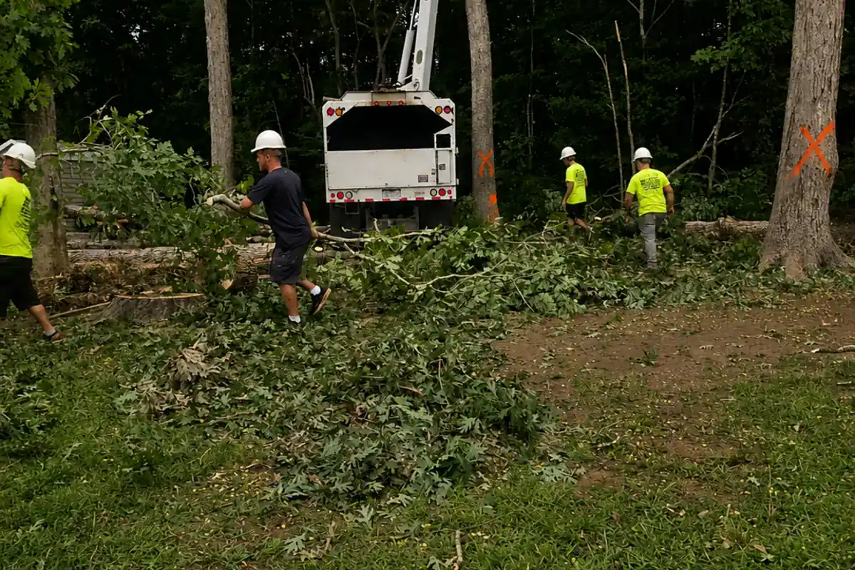 Crew and lift equipment staged for controlled tree removal