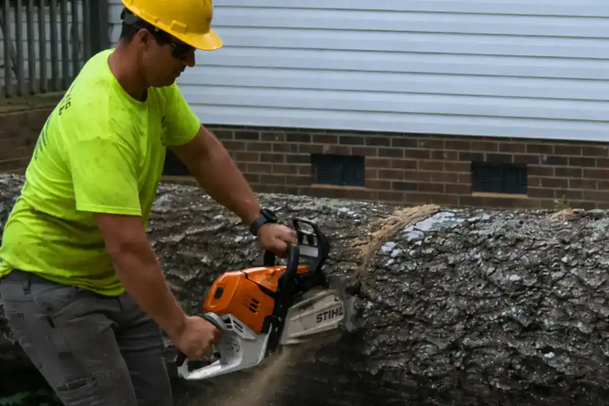 Chainsaw work sectioning a removed tree trunk