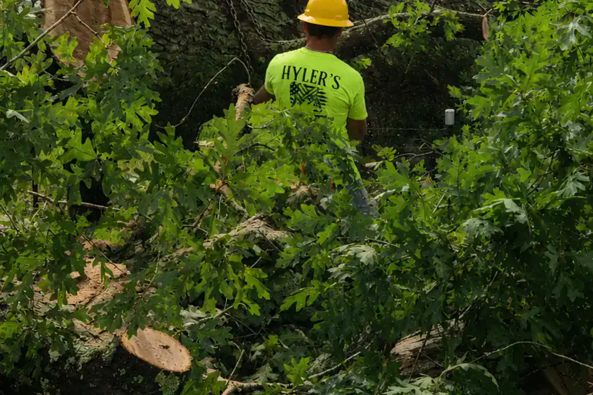 Grapple equipment moving cut limbs and brush