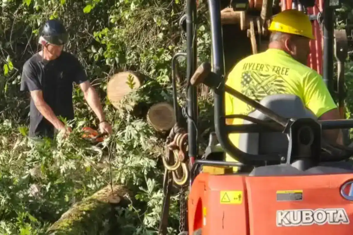 Compact loader handling limbs during tree cleanup