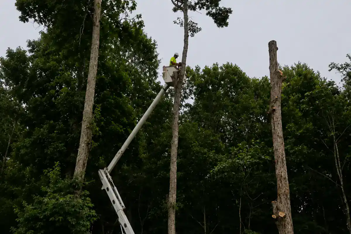 Lift equipment removing upper sections of a mature tree
