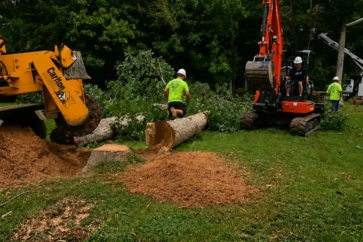 Excavator moving a sectioned trunk during cleanup