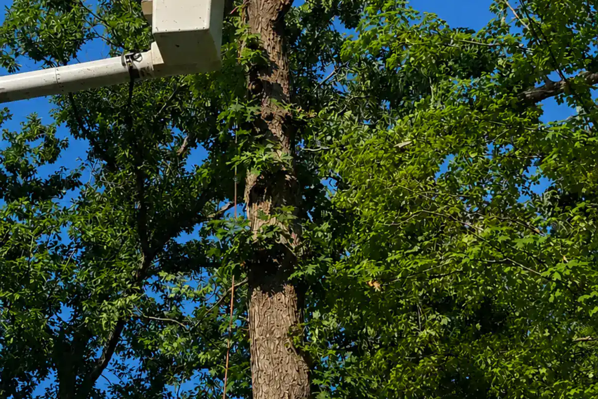 Bucket operator trimming a mature tree canopy