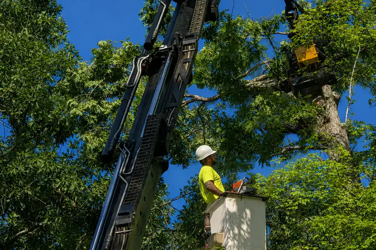 Grapple equipment supporting controlled tree removal