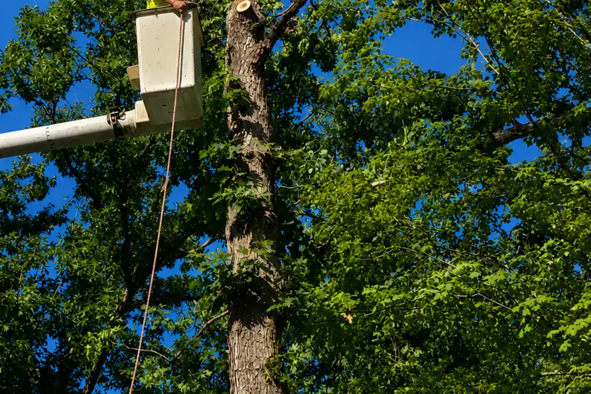 Tree Pruning
