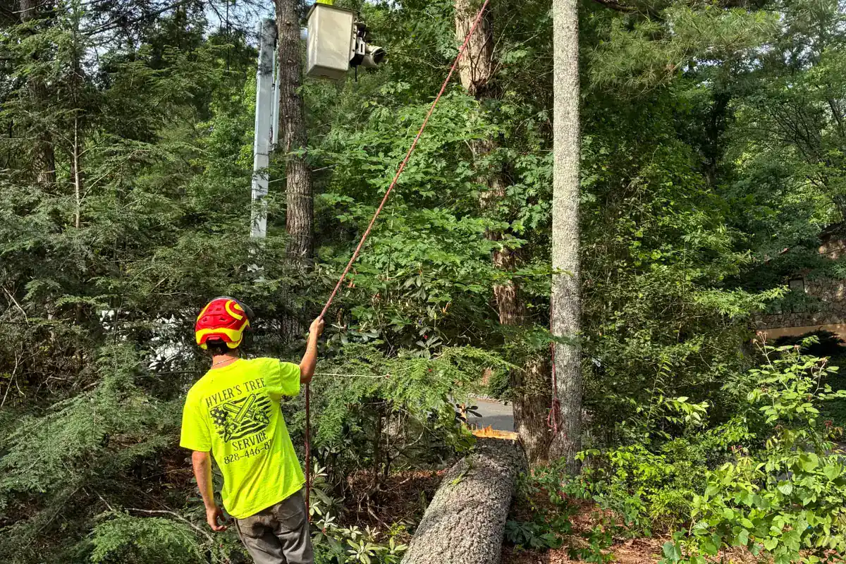 Tree Removal by Hyler's Tree Service and Grading